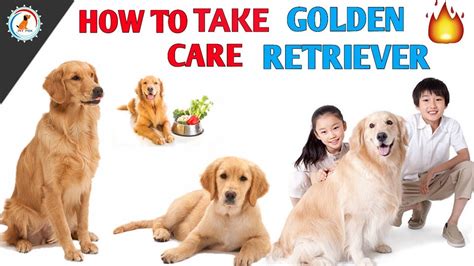 How To Take Care Of A Puppy Golden Retriever How To Take Care Of A