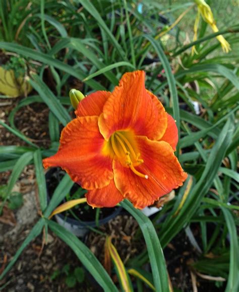 Daylily Hemerocallis Court And Spark In The Daylilies Database Hot