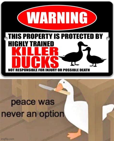 Killer Ducks Imgflip