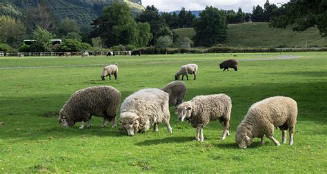 Sheep Grazing In A Field Agrodome Photograph By Panoramic Images Pixels