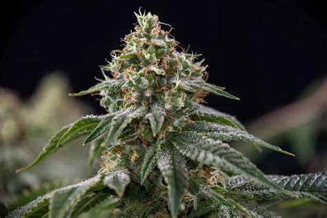 Gelato Weed Strain Review And Information Ctu