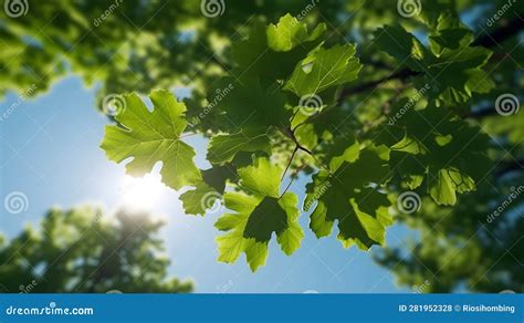 Green Sugar Maple Leaves Tree Angle View From Bottom With Bright Sun