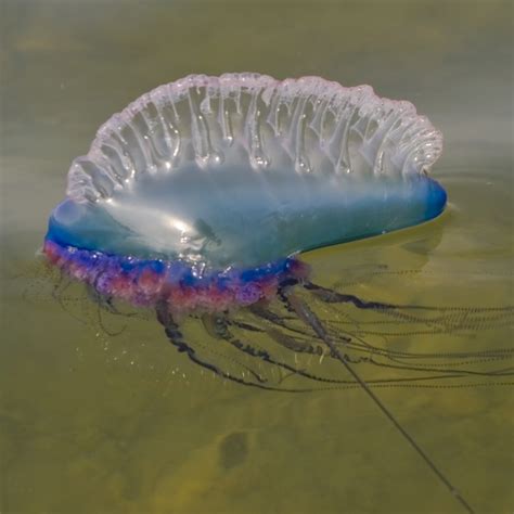 Man O War Jellyfish North Coast Wetsuits Ncw