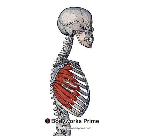 Serratus Anterior Muscle Anatomy Bodyworks Prime