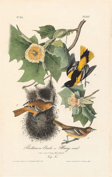 audubon octavo pl 217 baltimore oriole or hang nest by oppenheimer editions 1st edition