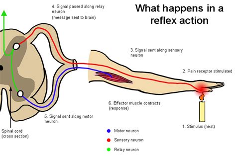 What Is Reflex Arc Sketch A Figure Showing The Class Ten Science