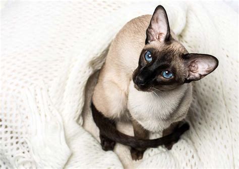 Siamese Cat Breed Profile History And Personality Cat