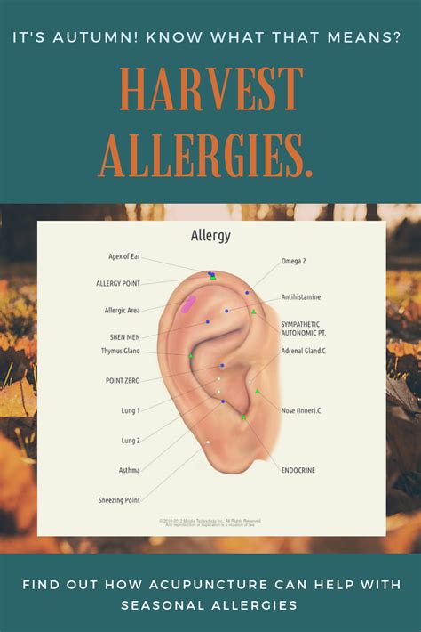 Allergies And Ears Acupuncture Technology News Acupuncture