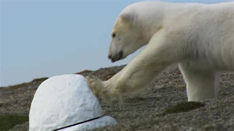 Polar Bear Destroys Spy Cam Polar Bear Spy On The Ice Bbc Earth
