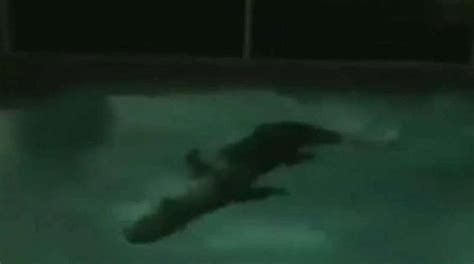 11 Foot Alligator Caught In Florida Pool Fox News
