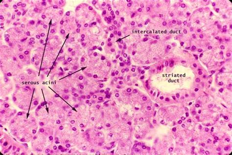 Salivary Gland Duct Histology Vrogue Co
