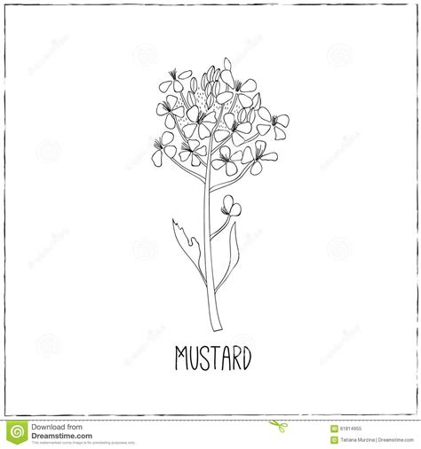 Hand Drawn Mustard Flower Stock Illustration Image
