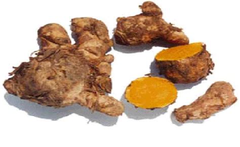 Tanaman yang memiliki nama latin curcuma ini sudah sejak lama telah. NOE121: GAMBAR, KHASIAT dan URAIAN TANAMAN OBAT