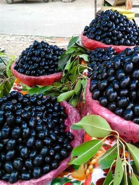 Java Plum Or Black Jamun — The Wonder Fruit Healthdekho Healthcare