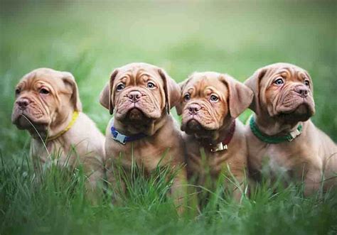 French Mastiff Pros And Cons Top 8 Good And Bad Traits