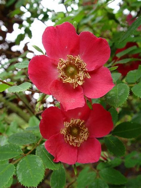 Excellent for ordinary use in appropriate conditions. 'Rosa moyesii 'Geranium' (1938) * - AGM 1993. Heesterroos ...