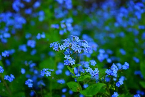 Myosotis Bleu Mon Inspiration Jardin