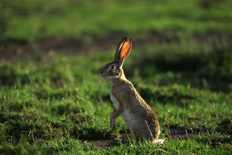 Leporidae Rabbits Hares Wildlife Journal Junior