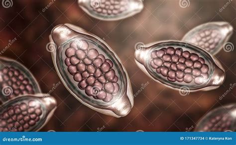 Egg Of Parasitic Roundworm Trichuris Trichiura Stock Illustration