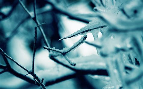 Wallpaper Frost Branches Snow Ice 1920x1200 Wallup 674215 Hd