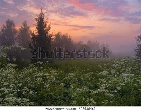 Evening Mist Over Forest Edge Stock Photo 605536463 Shutterstock