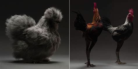 Chickens Show Off Their Beautiful Curves In This Series Of Portraits