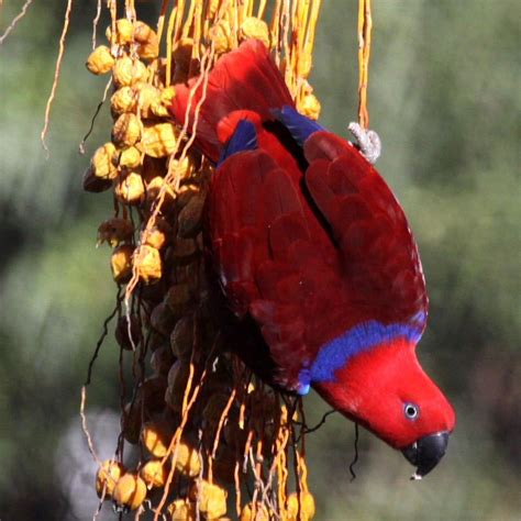 Female Eclectus Parrot Maluku Islands Blue Eyeshadow Pet Birds