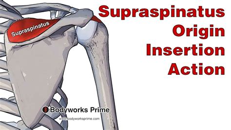 Supraspinatus Muscle Anatomy Origin Insertion Exercise Sexiz Pix