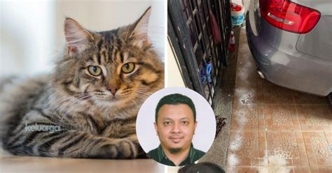 Jangan dipindahin bak pasirnya , tetap di posisi yang sama. Petua Orang Lama Elak Kucing Buang Najis Merata Rumah ...