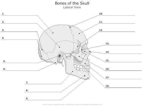 Long bone labeling worksheet draw a long line and then draw angled lines above and below this line your picture should resemble a fish label each link with a possible cause and some details drawing a fish bone diagram an ear has an eardrum inside connected to three small bones the vibrations in. Image result for cranial bones not labeled | Anatomy bones ...