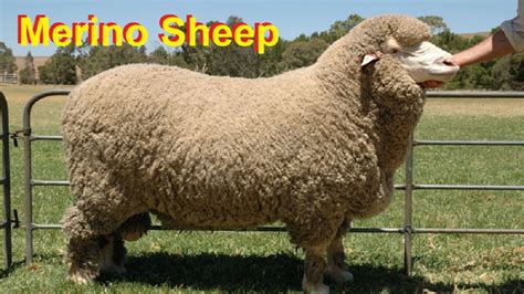 The Best Sheep Breed In The World Merino Sheep Highest Whool
