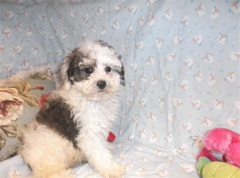 Puppies for Sale South Paris Maine | Mainely Puppies