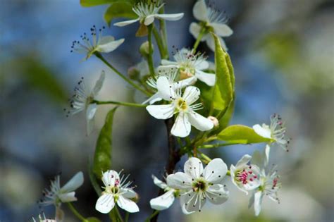 New growth such as fruits, flowers and shoots are most vulnerable. Bradford Pear Tree Diseases » Tips on Identification & Control