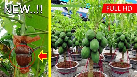 Cara Cangkok Pohon Pepaya Agar Berbuah Pendek How To Graft A Papaya Tree Youtube