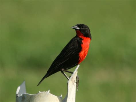 Red Breasted Blackbird