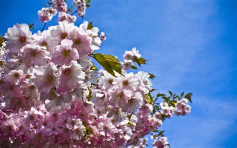 Wallpaper Leaves Sky Branch Cherry Blossom Spring Tree Flower