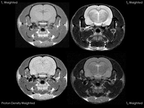 Brain Imaging Anatomy Of A Rat Normal Brain