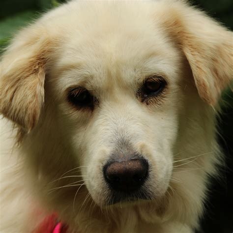 He is approximately 6 to 8 years old and, at 94 pounds, needs to lose some weight. As Good As Gold - Golden Retriever Rescue of IllinoisAdopt ...