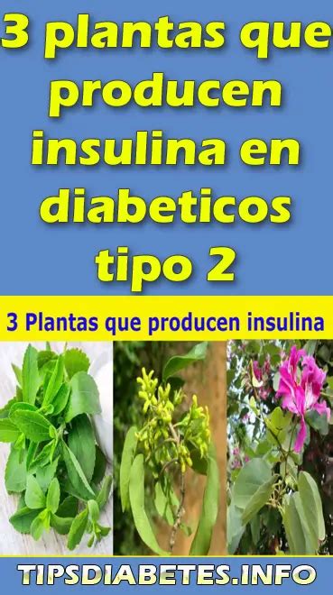 Insulina Planta Y La Diabetes