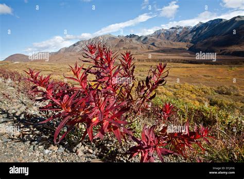 Tundra Plants Denali National Park Alaska Usa Stock Photo Alamy