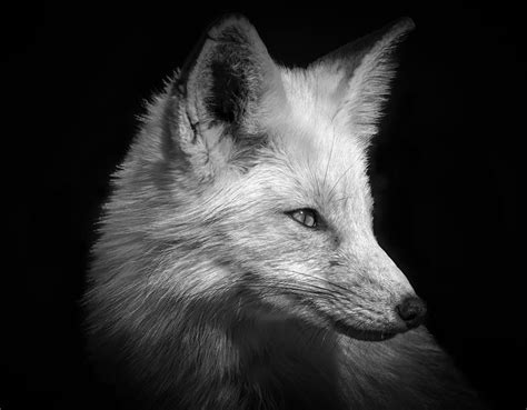 Red Fox In Black And White Photograph By Cindi Alvarado