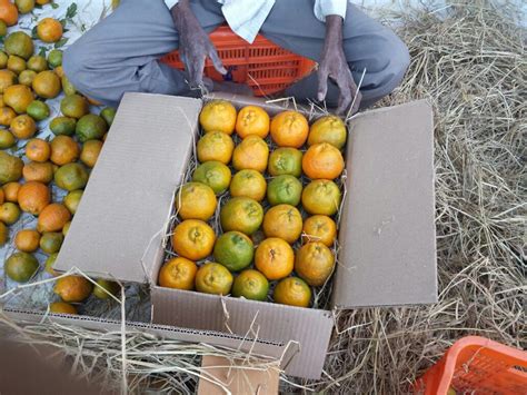 Oranges Nagpur Welcome To Jaivikfood