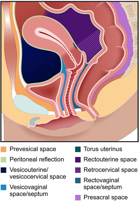 The region occupied by the abdomen is called the abdominal cavity, and is enclosed by the abdominal muscles at front and to the the abdominal vasculature consists of various arterial branches that all come from the aorta, and two venous structures that help. Mid-sagittal cross-sectional illustration of the female ...