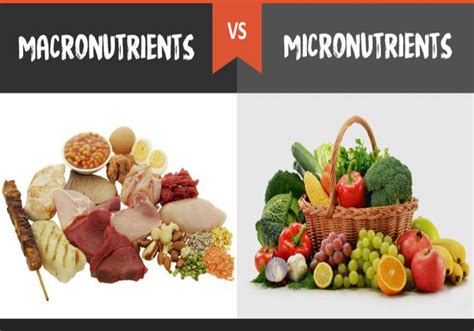 What Are Macronutrients And Micronutrients And Why You Should Care A 041