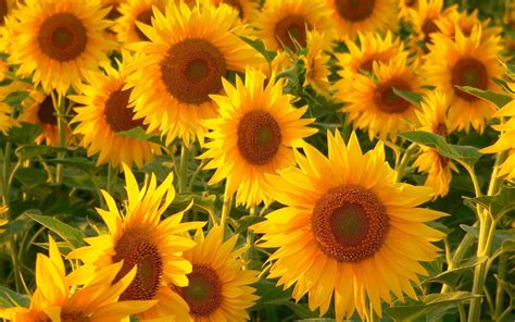 sunflowers wallpaper  images