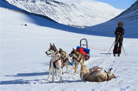 Dog Sled Lapland