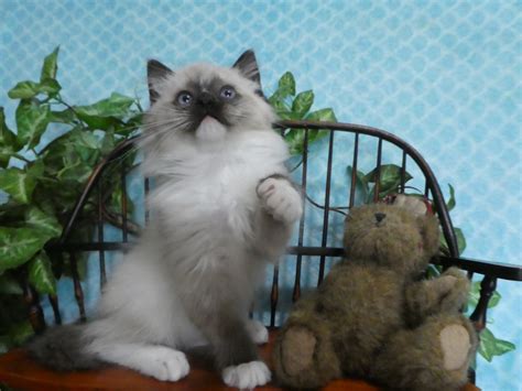 Ragdoll Cats For Sale East Earl Pa 321247 Petzlover