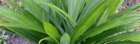 Bagi anda yang masih awam dengan tanam menanam akan beranggapan bahwa cara menanam pandan itu sulit. Kenapa Mesti Tanam Pokok Pandan Di Rumah? | EncikShino.com