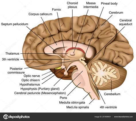 anatomía cerebral humana vector ilustración sobre fondo blanco vector de stock por