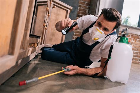 The two most common pests found are: Should I Clean My Home after a Pest Control Treatment?